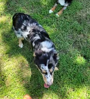 Koda, a male Miniature Australian Shepherd for sale in Konawa, OK – Photo 3 of 3