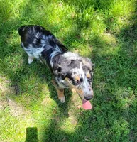 Koda, a male Miniature Australian Shepherd for sale in Konawa, OK – Photo 2 of 3