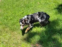 Koda, a male Miniature Australian Shepherd for sale in Konawa, OK – Photo 1 of 3