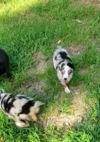 Walter, a male Miniature Australian Shepherd for sale in Konawa, OK – 3 of 4