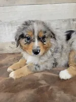 Iris, a female Miniature Australian Shepherd for sale in Konawa, OK – 1 of 1