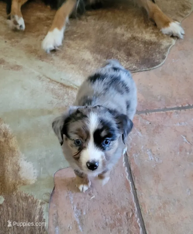 Olive – Miniature Australian Shepherd puppy for sale in Konawa, OK