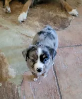 Olive, a female Miniature Australian Shepherd for sale in Konawa, OK – 1 of 1