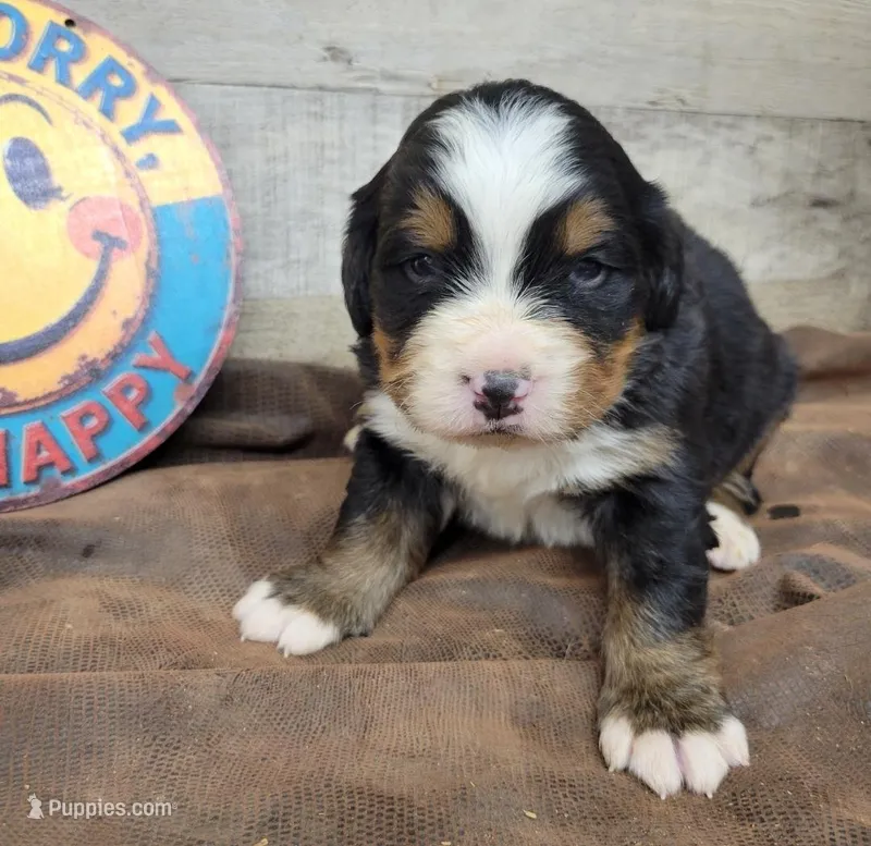 Tank – Bernese Mountain Dog puppy for sale in Konawa, OK