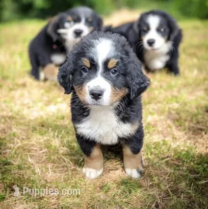Tank – Bernese Mountain Dog puppy for sale in Konawa, OK