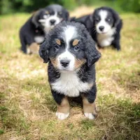 Tank, a male Bernese Mountain Dog for sale in Konawa, OK – 1 of 2