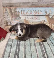 Opal, a female Miniature Australian Shepherd for sale in Konawa, OK – Photo 1 of 4