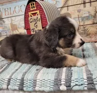 Opal, a female Miniature Australian Shepherd for sale in Konawa, OK – Photo 3 of 4