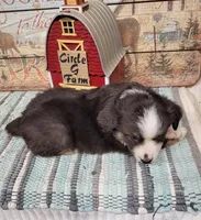 Opal, a female Miniature Australian Shepherd for sale in Konawa, OK – Photo 4 of 4