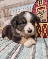 Opal, a female Miniature Australian Shepherd for sale in Konawa, OK – Photo 2 of 4