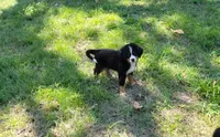 Daphne, a female Bernese Mountain Dog for sale in Konawa, OK – Photo 1 of 4