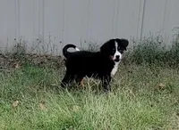 Daphne, a female Bernese Mountain Dog for sale in Konawa, OK – Photo 2 of 4