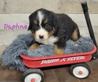 Daphne, a female Bernese Mountain Dog for sale in Konawa, OK – Photo 4 of 4