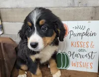 Daphne, a female Bernese Mountain Dog for sale in Konawa, OK – Photo 3 of 4