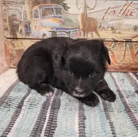 Sofia, a female Miniature Australian Shepherd for sale in Konawa, OK – Photo 2 of 2