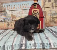 Sofia, a female Miniature Australian Shepherd for sale in Konawa, OK – Photo 1 of 2