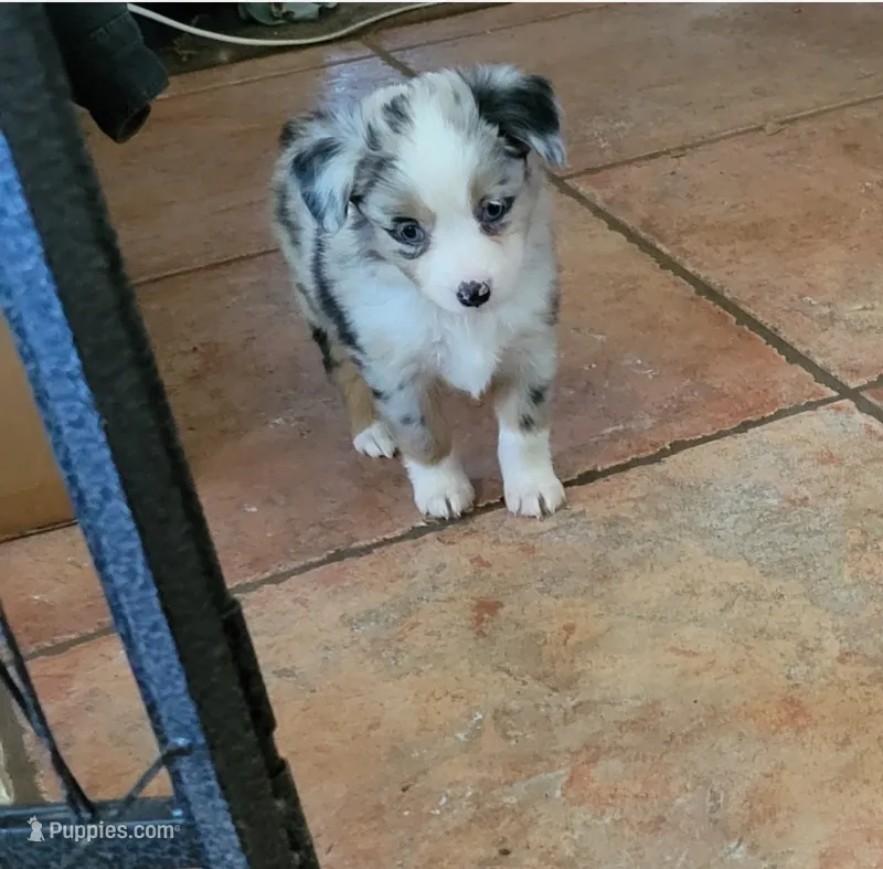 Clara – Miniature Australian Shepherd puppy for sale in Konawa, OK