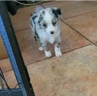 Clara, a female Miniature Australian Shepherd for sale in Konawa, OK – 1 of 1