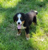 Duke, a male Bernese Mountain Dog for sale in Konawa, OK – Photo 1 of 3