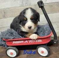 Duke, a male Bernese Mountain Dog for sale in Konawa, OK – Photo 3 of 3
