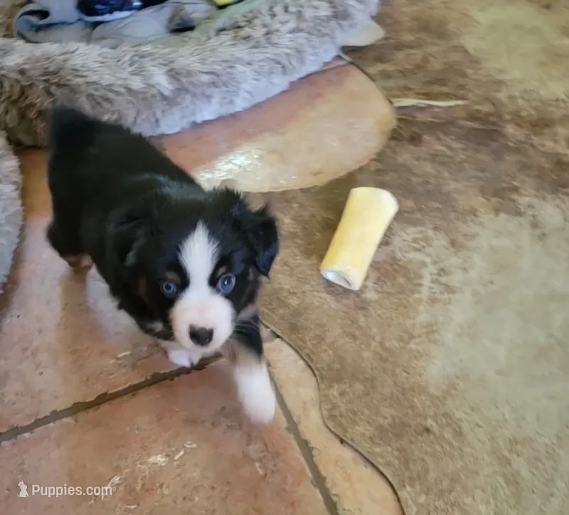 Gus – Miniature Australian Shepherd puppy for sale in Konawa, OK