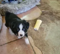 Gus, a male Miniature Australian Shepherd for sale in Konawa, OK – 1 of 1