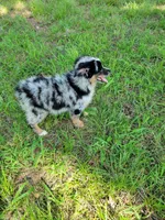 Stella, a female Miniature Australian Shepherd for sale in Konawa, OK – 3 of 3