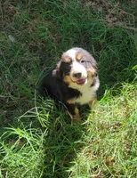 Ellie, a female Bernese Mountain Dog and Miniature Australian Shepherd for sale in Konawa, OK – 2 of 2
