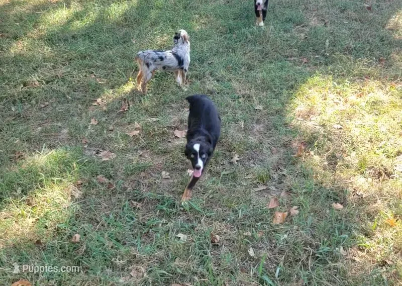 Tiny – Miniature Australian Shepherd puppy for sale in Konawa, OK