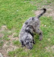 Sweetie, a female Bernedoodle for sale in Konawa, OK – Photo 1 of 7