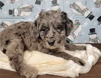 Sweetie, a female Bernedoodle for sale in Konawa, OK – Photo 6 of 7