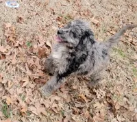 Sweetie, a female Bernedoodle for sale in Konawa, OK – Photo 3 of 7
