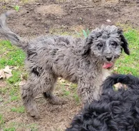 Sweetie, a female Bernedoodle for sale in Konawa, OK – Photo 2 of 7
