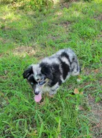 Stella, a female Miniature Australian Shepherd for sale in Konawa, OK – 2 of 3
