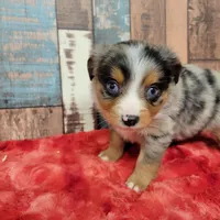 Lilli, a female Toy Australian Shepherd for sale in Konawa, OK – Photo 3 of 3
