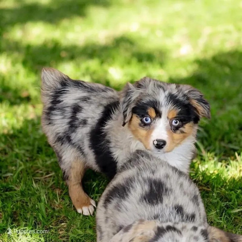 Lilli – Toy Australian Shepherd puppy for sale in Konawa, OK