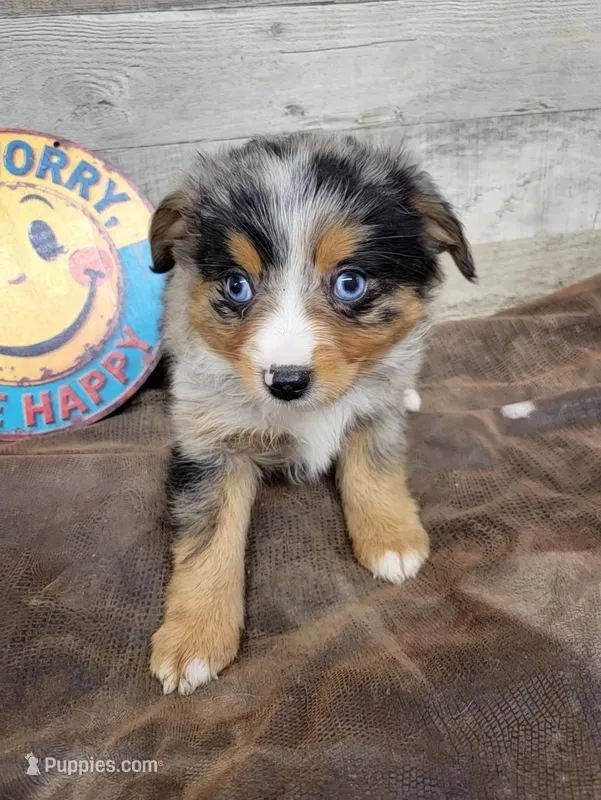 Lilli – Toy Australian Shepherd puppy for sale in Konawa, OK