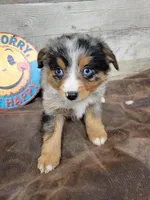 Lilli, a female Toy Australian Shepherd for sale in Konawa, OK – Photo 2 of 3