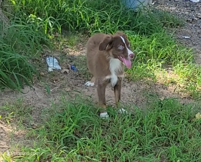 Ruby – Miniature Australian Shepherd puppy for sale in Konawa, OK