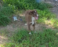 Ruby, a female Miniature Australian Shepherd for sale in Konawa, OK – 1 of 3