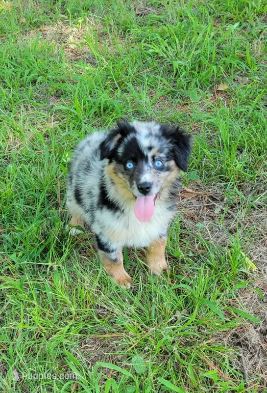 Stella – Miniature Australian Shepherd puppy for sale in Konawa, OK