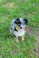 Stella, a female Miniature Australian Shepherd for sale in Konawa, OK – 1 of 3