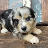 Lightning, a male Miniature Australian Shepherd for sale in Konawa, OK – Photo 5 of 7