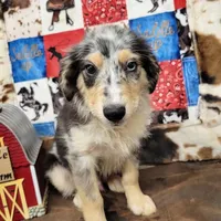 Lightning, a male Miniature Australian Shepherd for sale in Konawa, OK – Photo 2 of 7