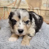 Lightning, a male Miniature Australian Shepherd for sale in Konawa, OK – Photo 4 of 7