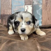 Lightning, a male Miniature Australian Shepherd for sale in Konawa, OK – Photo 6 of 7