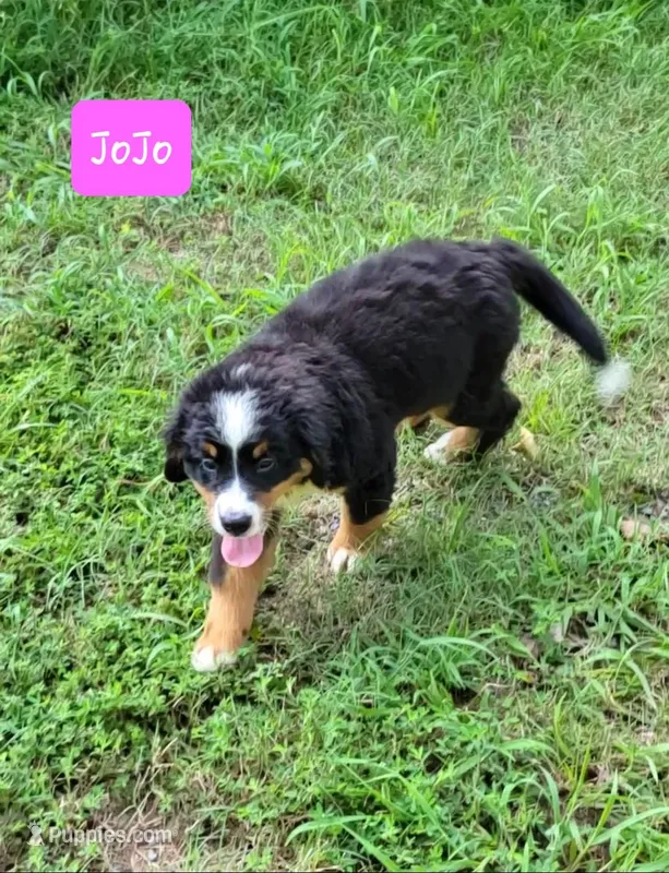 JoJo, a female Bernese Mountain Dog for sale in Konawa, OK – Photo 1 of 6