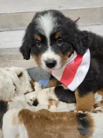 JoJo, a female Bernese Mountain Dog for sale in Konawa, OK – Photo 2 of 6