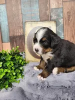 JoJo, a female Bernese Mountain Dog for sale in Konawa, OK – Photo 4 of 6