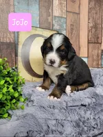 JoJo, a female Bernese Mountain Dog for sale in Konawa, OK – Photo 6 of 6